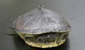 白胸侧颈龟有哪些形态特征？一般都分布在哪里呢？
