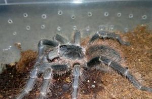 巴伊亚猩红食鸟有哪些形态特征？一般都分布在哪里呢？