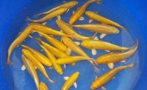 黄金锦鲤有哪些生活习性呢？需要怎样的饲养环境？