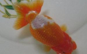 日兽有哪些形态特征？一般都分布在哪里呢？