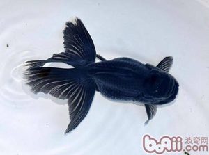 蓝高头属于什么品种？都有哪些喂食的要点呢？