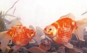 凤尾花珍珠有哪些形态特征？一般都分布在哪里呢？