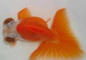 朱砂眼大蝶尾有哪些形态特征？一般都分布在哪里呢？
