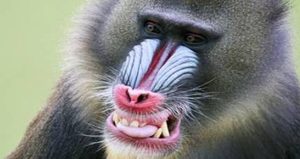 在自然界的生物中，山魈有着怎样的生活习性与特征？