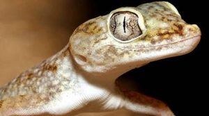 在自然界的生物中，沙丘壁虎为什么被称为“多利亚蜥蜴”？