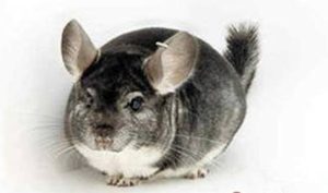 标准灰龙猫有哪些生活习性呢？需要怎样的饲养环境？