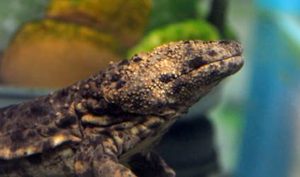 在自然界的生物中，日本大鲵有怎样极为特殊的冬眠习性？