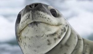 在自然界的生物中，豹海豹目前面临着怎样的困惑？