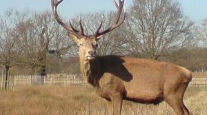 在自然界的生物中，欧洲马鹿有怎样的生活习性与特征？