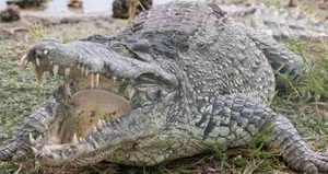在自然界中，湾鳄为何被称为世界上最大最凶残的鳄鱼？