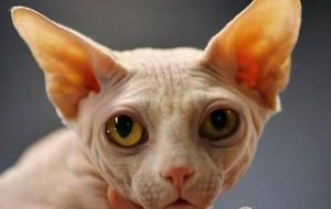 加拿大无毛猫有哪些形态特征？一般都分布在哪里呢？