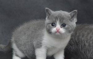 英国短毛猫有哪些形态特征？一般都分布在哪里呢？