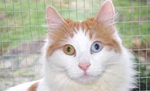 土耳其梵猫有哪些形态特征？一般都分布在哪里呢？