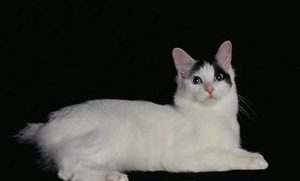 日本短尾猫属于什么品种？都有哪些喂食的要点呢？