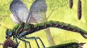 在自然界的生物中，巨脉蜻蜓有哪些特征与繁殖方式？