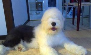 英国古代牧羊犬属于什么品种？喂养时需要注意什么？