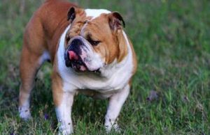 英国斗牛犬属于什么品种？喂养时需要注意什么？