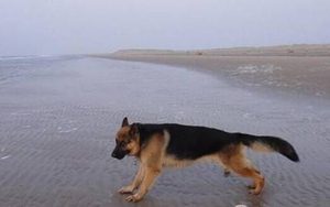 德国牧羊犬有哪些生活习性呢？性格特点是怎样的？