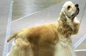 美国可卡犬有哪些生活习性呢？性格特点是怎样的？