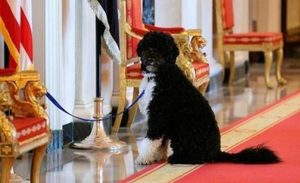 葡萄牙水犬属于什么品种？喂养时需要注意什么？