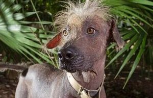 墨西哥无毛犬有哪些形态特征？需要如何养护呢？