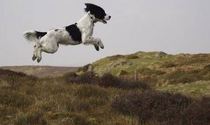 英国史宾格猎犬有哪些形态特征？需要如何养护呢？