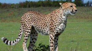 在自然界的生物中，巨猎豹有怎样的分布及生活习性？