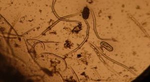 在自然界的生物中，目前关于恶魔线虫有怎样的研究？
