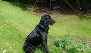 平毛寻回猎犬有哪些生活习性呢？性格特点是怎样的？
