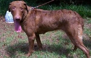 乞沙比克猎犬有哪些生活习性呢？性格特点是怎样的？