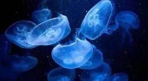 在自然界的生物中，白色霞水母有怎样的生活习性与特征？