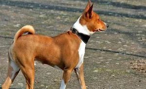 巴仙吉犬有哪些生活习性呢？性格特点是怎样的？