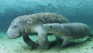 在自然界的生物中，大海牛有怎样的体态特征与灭绝原因？
