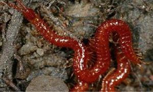 在自然界的生物中，地蜈蚣有怎样的生活习性与特征？
