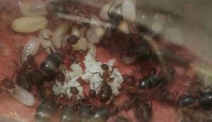 在自然界的生物中，石狩红蚁在饲养时应该注意哪些要点？