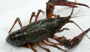 在自然界的生物中，关于小龙虾有怎样的起源问题？
