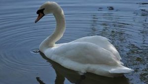 在自然界的生物中，关于天鹅的祖先有怎样的相关猜测？