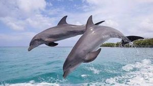 在自然界的生物中，海豚与人类究竟有没有亲缘关系？
