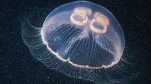 在自然界的生物中，水母快死时有哪几种常见的征兆？