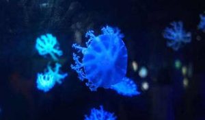 在自然界的生物中，人们被雪花水母蜇了该如何处理？