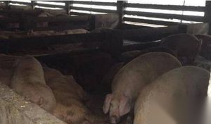 餐厨垃圾违规卖给养殖场 饲养猪吃上了洋快餐