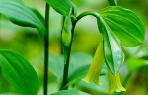 宝铎草长什么样子？都有哪些形态特征呢？
