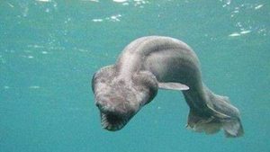 在自然界的生物中，存在哪十大史上最为神秘的动物？