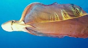 在自然界的生物中，存在着哪十大不可思议的动物？