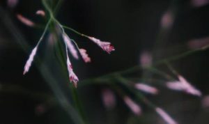 画眉草属于什么品种？又有哪些生长的习性呢？