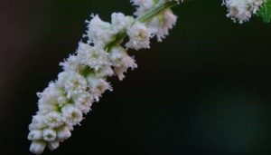 白苞蒿的生长习性是什么？有哪些药用价值？