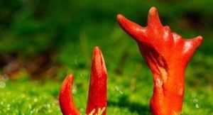 在自然界中，大自然最不可少的十种生物分别是什么？