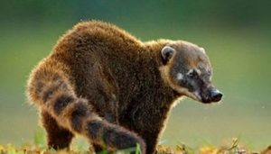 经过科学家们的探索，南美洲大陆有哪十大代表动物？