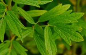 箭头唐松草长什么样子？都有哪些形态特征呢？
