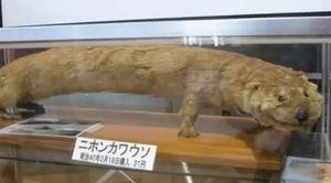 经过科学家们的探索，地球上已经消失了哪10大物种？